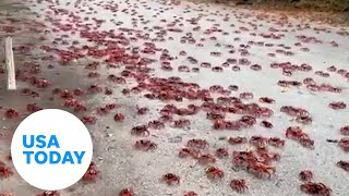 Millions of red crabs begin migration on Christmas Island Australia  USA TODAY [upl. by Lidstone]