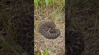 Eastern massasauga rattlesnake [upl. by Aihcats]