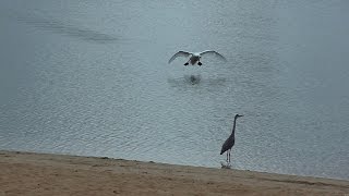 Heron comes too close to swan chicks [upl. by Kirred]