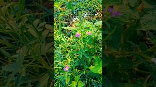 Short Sinematik  Talinum Fruticosum videosinematik videosinematic sinematicvideo ayniawan [upl. by Anyal965]