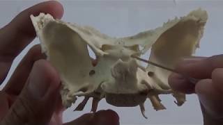 SPHENOID BONE [upl. by Boarer]