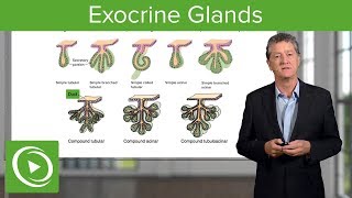 Exocrine Glands – Histology  Lecturio [upl. by Anailuig]