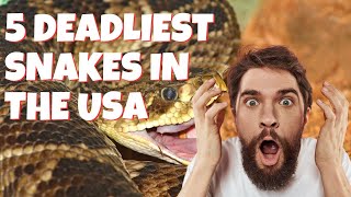 5 Deadliest Snakes in the US [upl. by Norrag758]