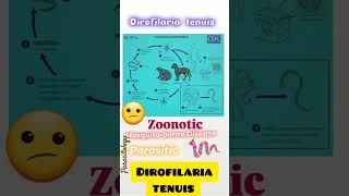 Raccoons⭐🦝Dirofilaria tenuisZoonoticMosquitoesOphthalmic🧐👀👍Parasitology👍🔬✅ [upl. by Bekah]