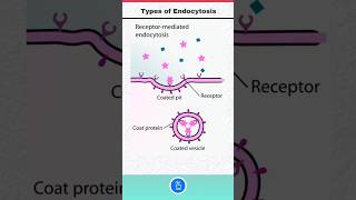 Types of Endocytosis Phagocytosis Pinocytosis and Receptormediated Endocytosis [upl. by Angrist961]