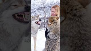 WOLFGIRL  WOLF FIGHT Real Sound Effects from Norway  wolfgirl wolf wolves wolfhowling [upl. by Piane]