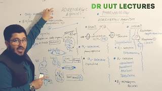 pharmacology adrenergic agonists pharmacology  sympathomimetics pharmacology in UrduHindi Dr uut [upl. by Yrrap881]