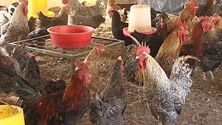 Poultry farming in rural areas ग्रामिण भेगमा कुखुरापालन [upl. by Pandolfi]