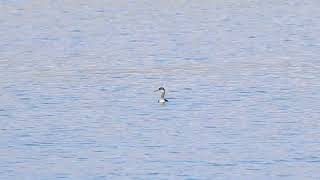 Rednecked Grebe Portland Harbour 27th October 2024 [upl. by Noscire111]