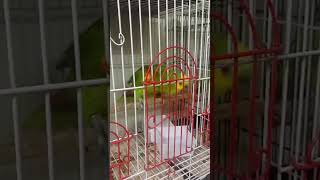 Blue Fronted Amazon Parrot Breeding Pair Talking  Exotic Birds  Crawford Market  9167866961 [upl. by Desiree850]