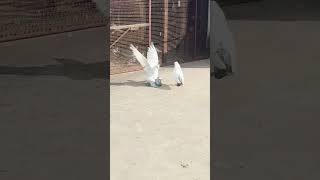 Kabootar ka joda kaise milayen pigeon dhpigeonindia [upl. by Auqinu501]