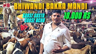 Bhiwandi Bakra Mandi  Sabse Saste Bakre  10 Hazar Me [upl. by Berte]