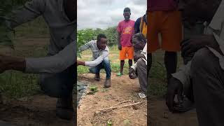 Demonstrating Pruning of Habanero plants to local farmers [upl. by Nwahsyar]