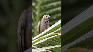 Sanhaço de Coqueiro Palm Tanager Thraupis palmarum birds freebirds nature [upl. by Letsyrhc679]