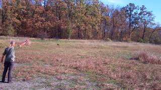 Wirehaired Vizsla Zoldmali Zala doing a blind retrieval with rabbit [upl. by Yerrot]