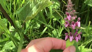 How to identify and use Hedge Woundwort Stachys sylvatica [upl. by Jasun409]