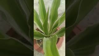 Ornamental plants  Less soil permanent plant tropicalplant [upl. by Nwatna]