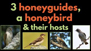 3 HONEYGUIDES A HONEYBIRD AND THEIR BROOD HOSTS  a list of their main hosts  BROOD PARASITISM [upl. by Saloma]