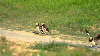 黑領椋鳥求偶Blackcollared Starling Courting 2013915 [upl. by Burkhart]