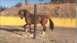 CAVALOS LUSITANOS  COUDELARIA REBELLO ANDRADE  RAE [upl. by Edmee807]