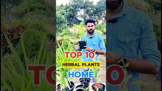 TOP 10 Herbal Plants for Home in Tamil  Terrace Garden [upl. by Bozuwa]