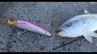 또 너냐  Landbased top water fishing  kingfish lure fishing  kingfish stick bait  뉴질랜드낚시 [upl. by Vincelette]