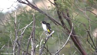 Painted Honeyeater Grantiella picta [upl. by Lara226]