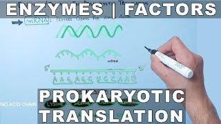 Factors and Enzymes in Prokaryotic Translation [upl. by Airan697]