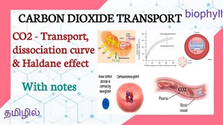 CARBON DIOXIDE TRANSPORT IN TAMIL  CO2  Dissociation curve amp Haldane effect [upl. by Bianca]