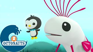 Octonauts  Le Régalec  Dessins animés pour enfants [upl. by Terces]