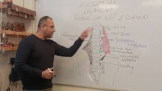 Biomechanics of Iliolumbar Ligament  A Potential source of Lower Back Pain and Sciatica [upl. by Mella220]