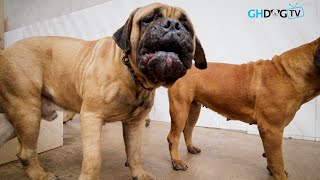 Bull Mastiffs barking at camera [upl. by Eleda378]