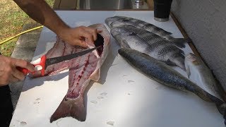 How to fillet redfish trout and sheepshead [upl. by Apul]