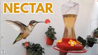 como preparar nectar para colibries facil económico y rico chuyito jardinero [upl. by Thar]