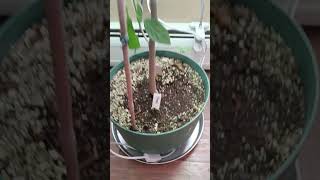 Seed grown cherimoya in a pot [upl. by Aerdnahs]