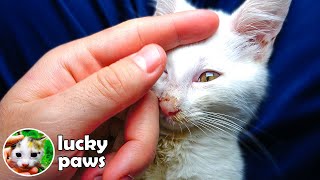 Blind and Deaf Kitten With Seizures Regain Their Eyesight After 55 Days kitten in crisisLucky Paws [upl. by Rothstein]