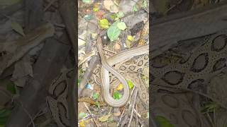 Rassel viper vs Dhaman snake 🐍 shortvideos rasselviper cutvideo murliwalehaushla [upl. by Ahsyas208]