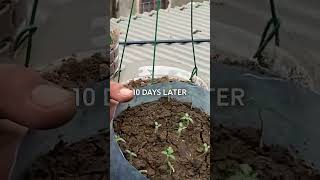 Grow tomatoes in plastic pots hanging indoors recycleplasticbottles plasticbottlegarden gardening [upl. by Alimrahs169]