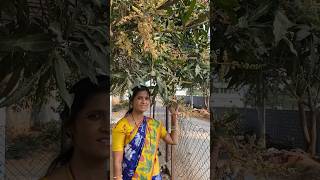 Maa intlo maavide chettu pootha ugadispecial shots youtubeshorts india [upl. by Tarrah237]