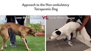 Two Dogs Unable to Walk But Very Different Localizations  Lower vs Upper Motor Neuron Lesions [upl. by Alleirbag278]