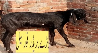 How to increase weight Gain in goatsbooster formula in goat heavy weightqurbani Bakra sale2024 [upl. by Eriam]