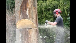 Dode boom kappen na bliksem klimtechnieken en zware zaag [upl. by Neelyar558]