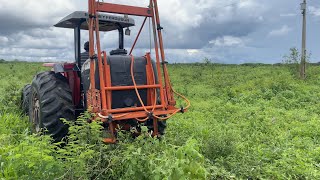 Trator massey ferguson 292 pulverizando o mato [upl. by Marsiella]