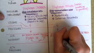 Mechanics of Breathing Ventilation [upl. by Allimac]