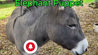 Elephant puppets donkey update [upl. by Kerril]