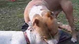 The Most Brutal PitBull Fight Ever SEEN on YOU TUBE [upl. by Pheni]