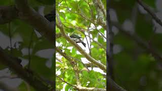 Bluethroated beeeater 蓝喉蜂虎 birds sonysingapore nature [upl. by Murphy881]