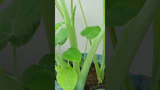 Recycle plastic bottles grow Colocasia gigantea at home [upl. by Charlean]