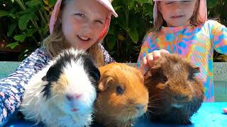 Swimming with our Guinea Pigs Our first video [upl. by Laveen840]