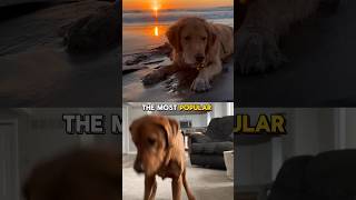 Golden retriever vs Labrador retriever dog [upl. by Jamila769]